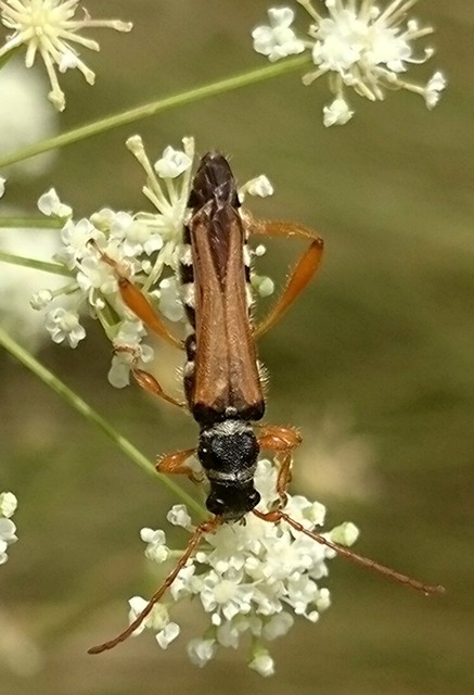 Stenopterus flavicornis - sárgacsápú keskenyfedőscincér
