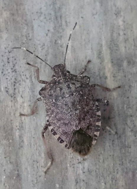 Halyomorpha halys - ázsiai márványospoloska