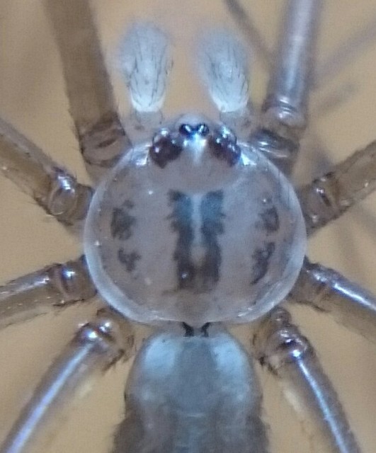Pholcus opilionoides - kis álkaszáspók