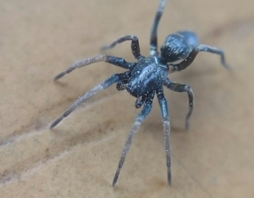 Micaria silesiaca