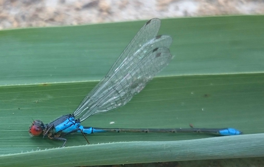 Erythromma viridulum - kis pirosszemű-légivadász