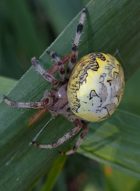Araneus marmoreus - márványos keresztespók