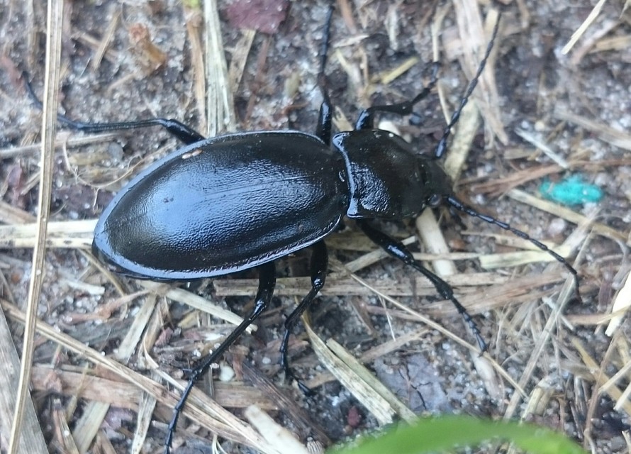 Carabus violaceus rakosiensis - rákosi kékfutrinka Carabus violaceus rakosiensis - rákosi kékfutrinka