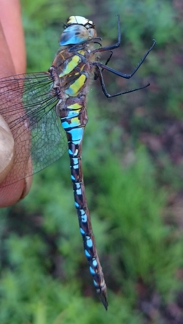 Aeshna mixta - kései karcsúacsa