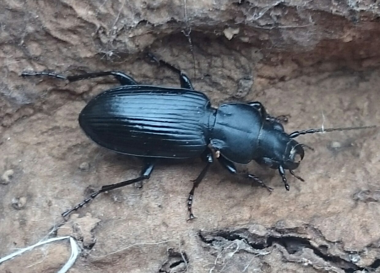Pterostichus elongatus - nyúlánk gyászfutó