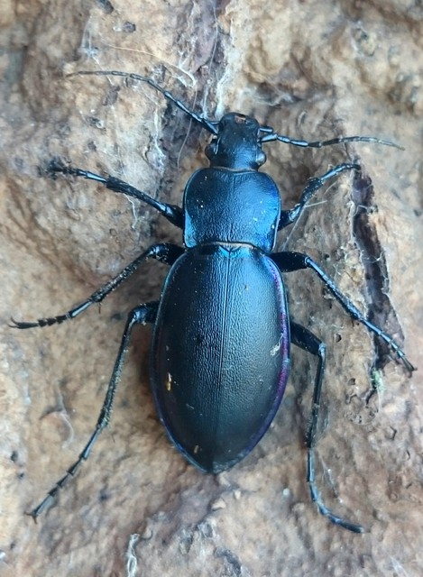 Carabus violaceus - kékfutrinka Carabus violaceus - kékfutrinka