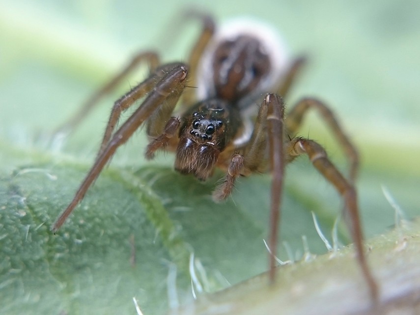 Pirata piscatorius