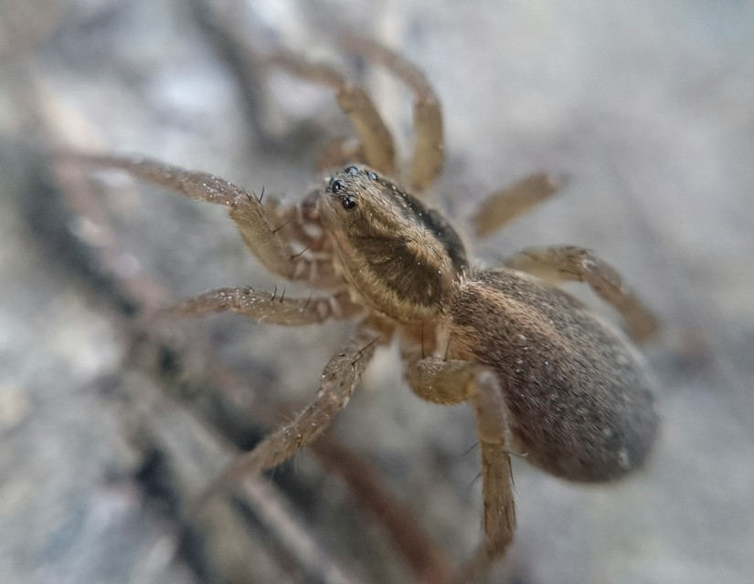 Trochosa ruricola - mezei farkaspók