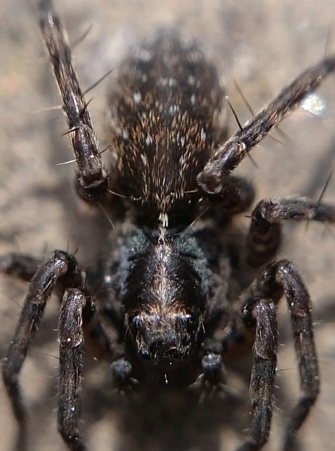 Pardosa monticola