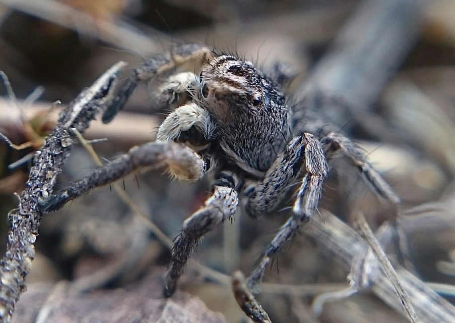 Aelurillus v-insignitus - v-jelű macskapók
