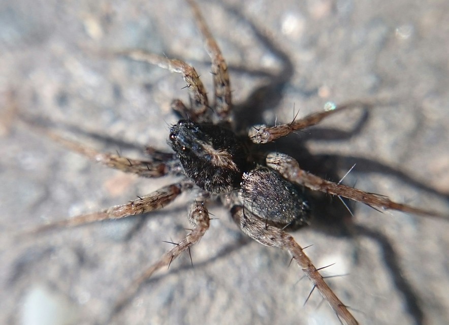 Pardosa hortensis