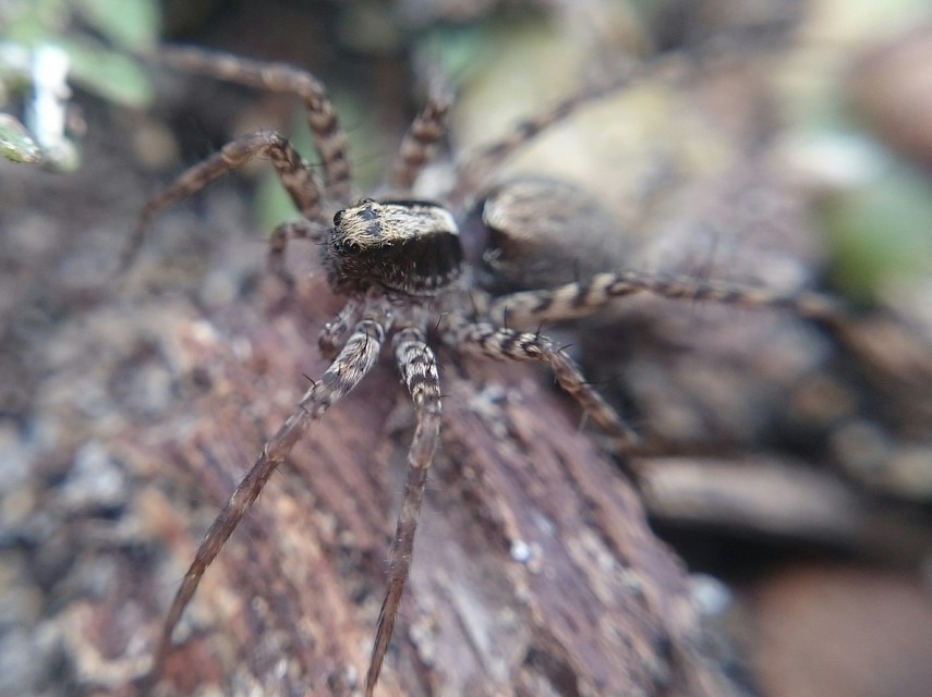 Pardosa lugubris - gyászfarkaspók