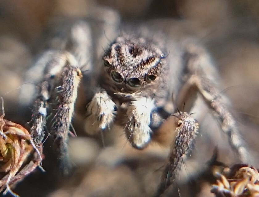 Aelurillus v-insignitus - v-jelű macskapók