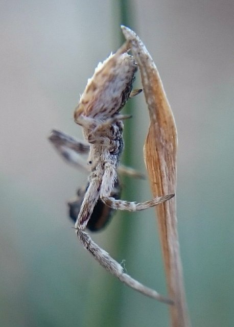 Uloborus walckenaerius - derespók