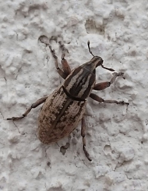 Pseudocleonus cinereus - hamvas barkó