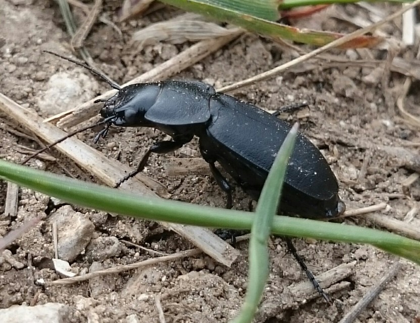 Licinus cassideus - nagy pajzsosfutonc