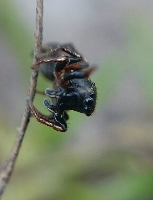 Heliophanus cupreus - rezes ugrópók