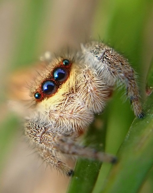 Marpissa radiata - sugaras ugrópók
