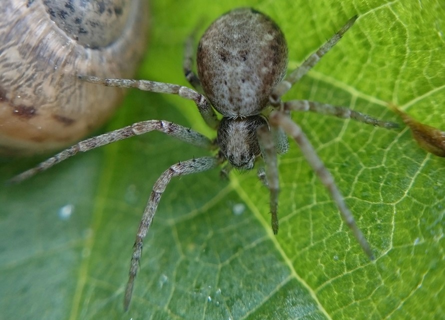 Philodromus cespitum