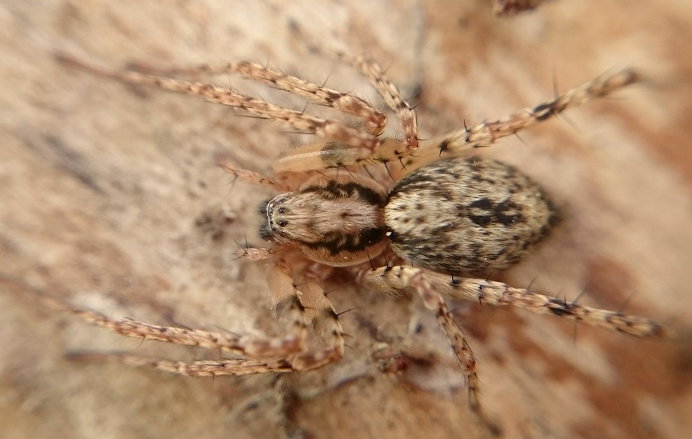 Anyphaena accentuata - jegyespók