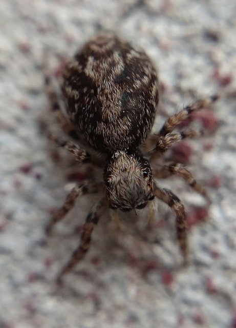 Pseudeuophrys lanigera - szobai ugrópók