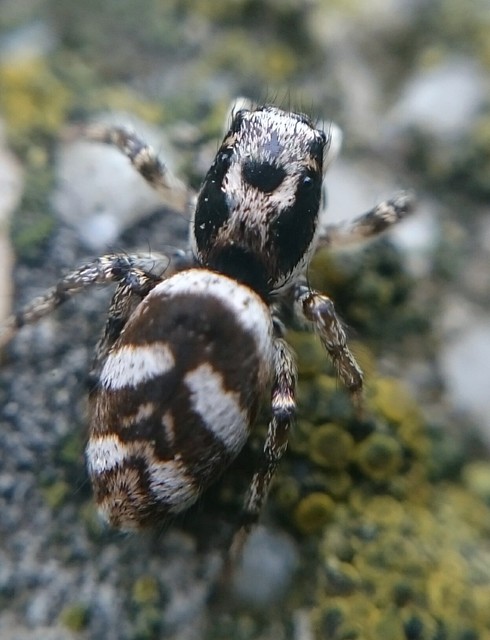 Salticus scenicus - színészpók