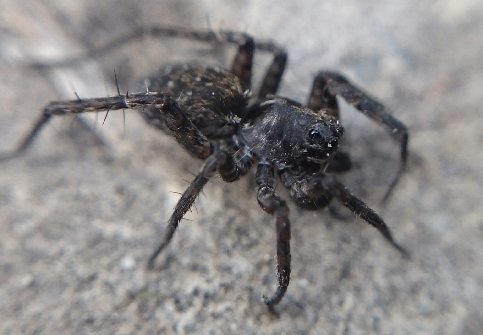 Pardosa monticola
