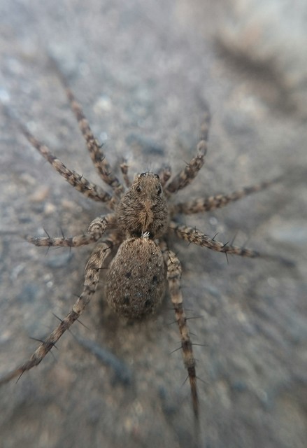 Pardosa hortensis