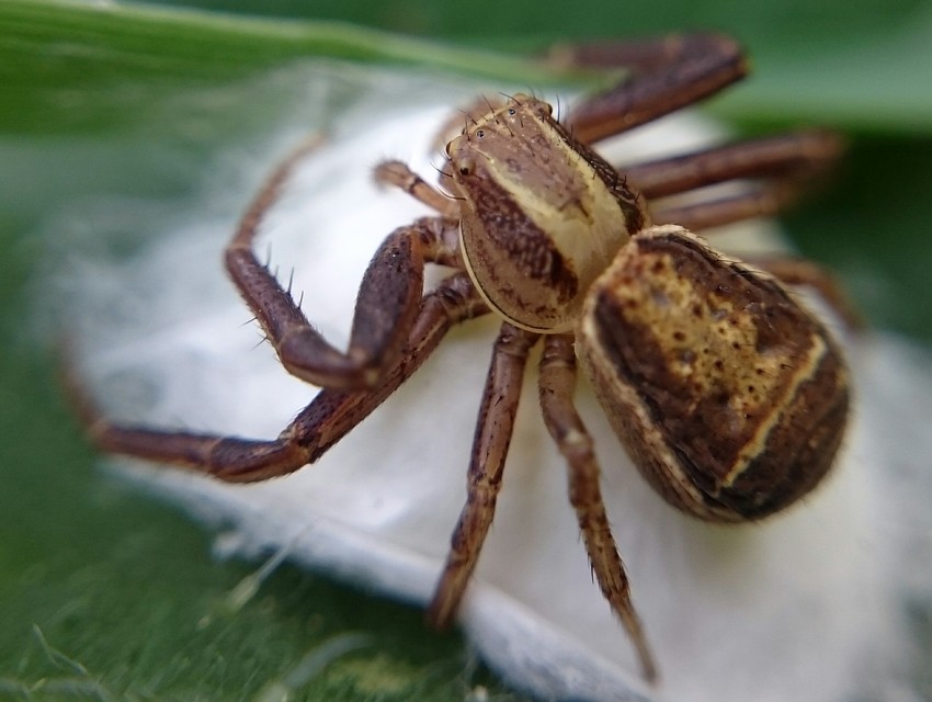 Xysticus ulmi - cserje-karolópók