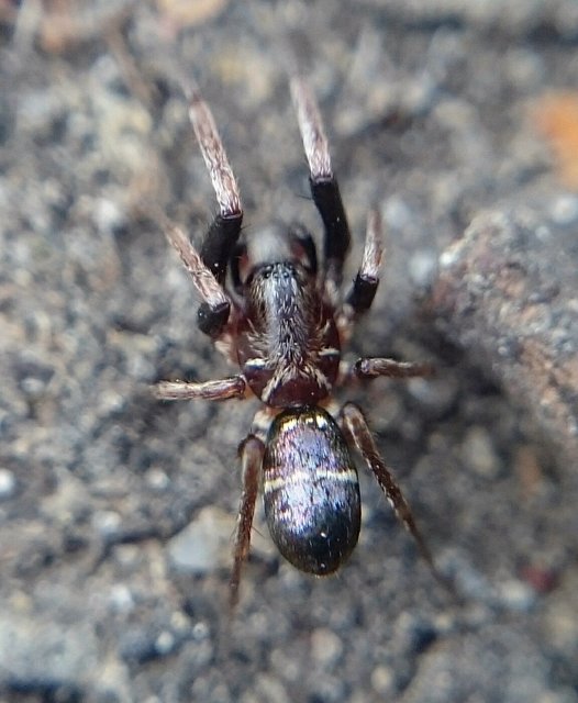 Micaria pulicaria - ékes fémpók