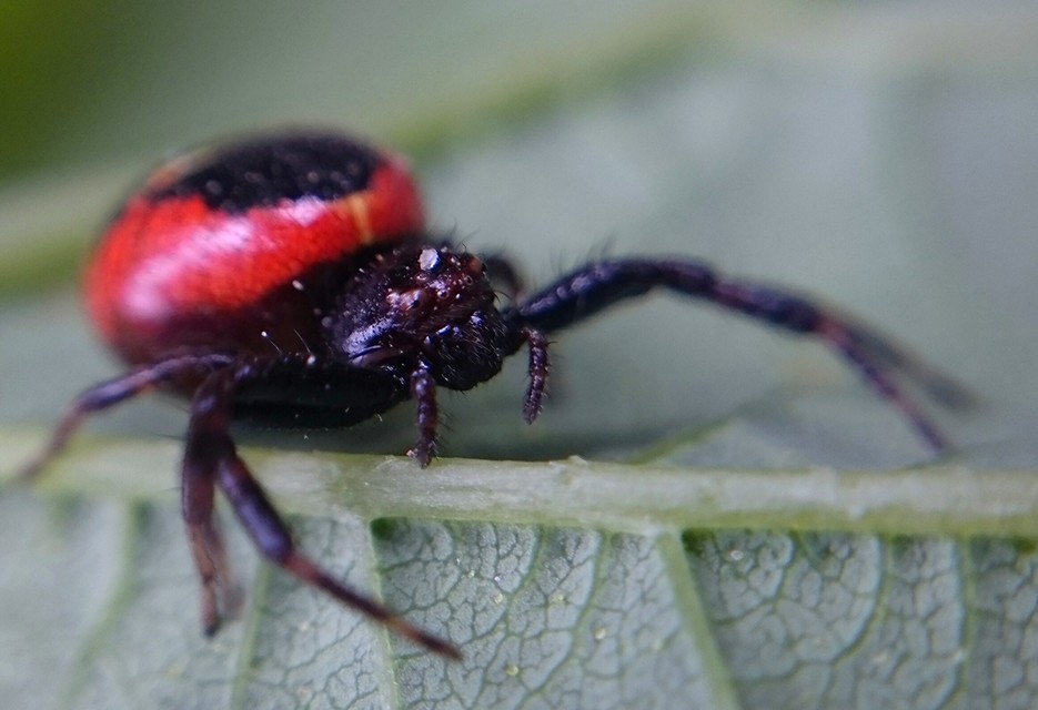 Synema globosum - fekete-sárga karolópók