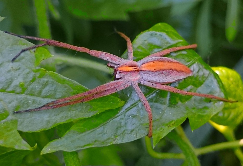 Pisaura mirabilis - csodáspók