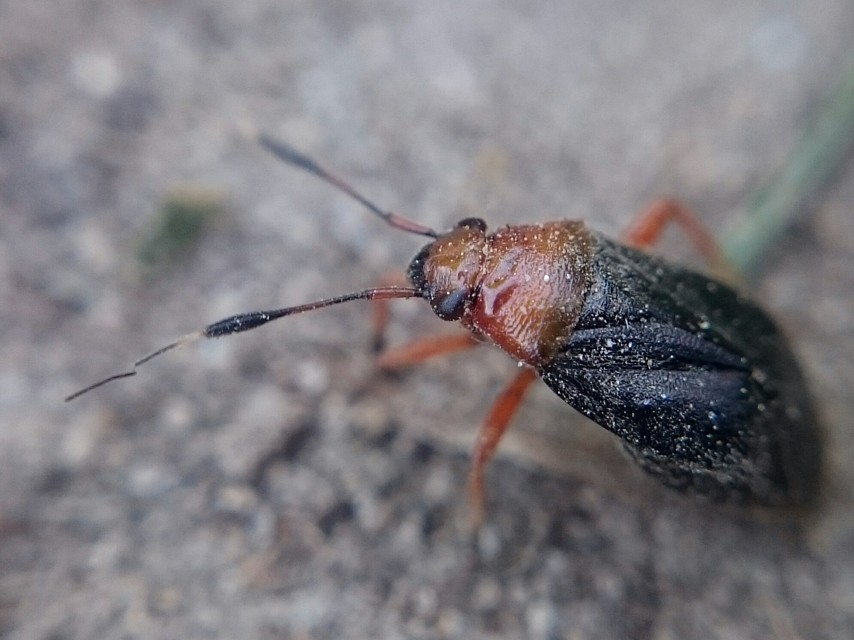 Capsus ater - fekete mezeipoloska