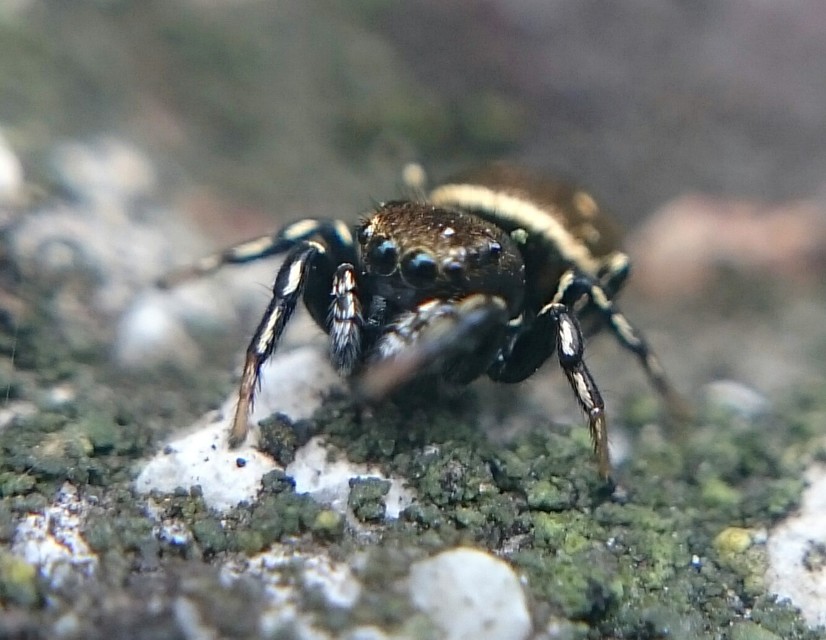 Heliophanus kochii - négypettyes ugrópók