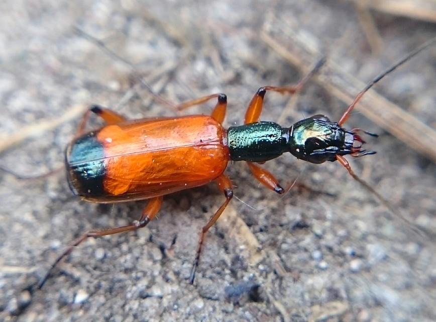Odacantha melanura - ingoványfutó