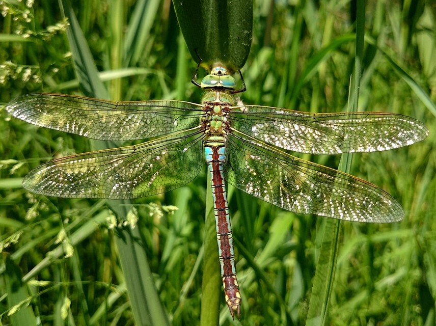 Anax imperator - zöld óriásacsa