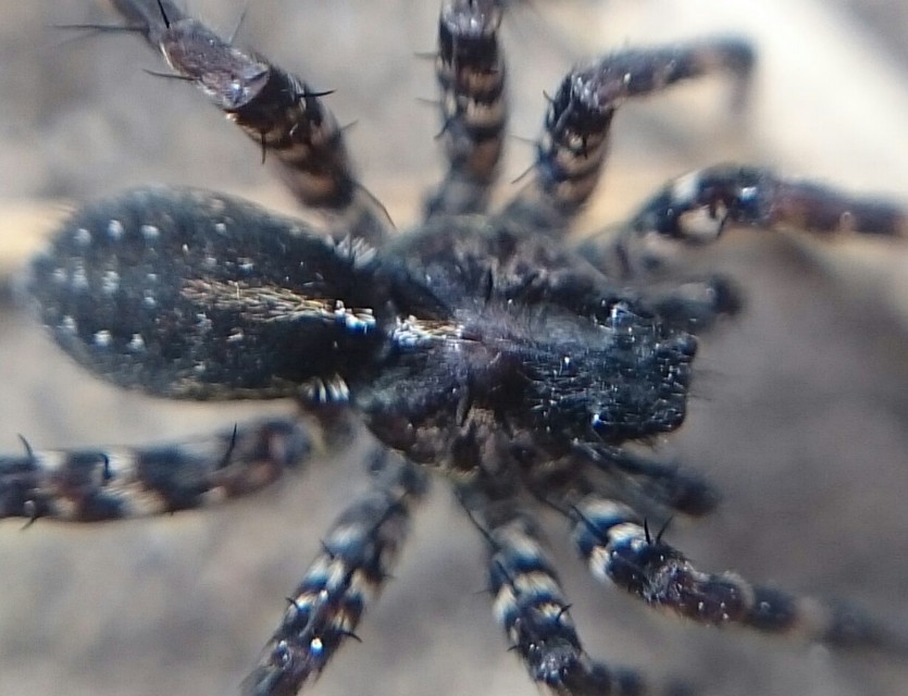 Pardosa prativaga