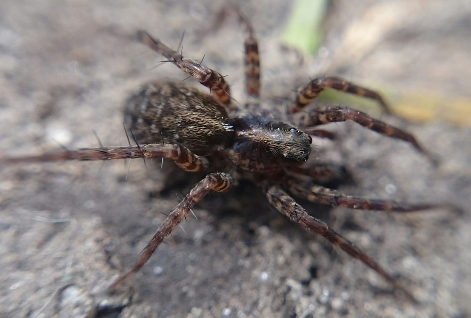 Pardosa prativaga