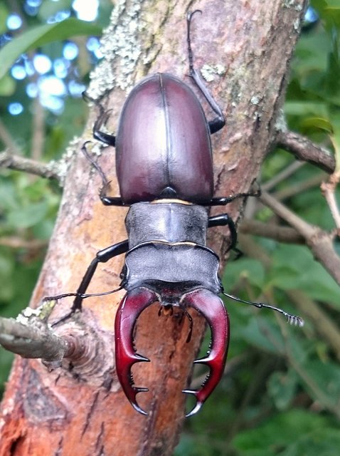 Lucanus cervus - nagy szarvasbogár