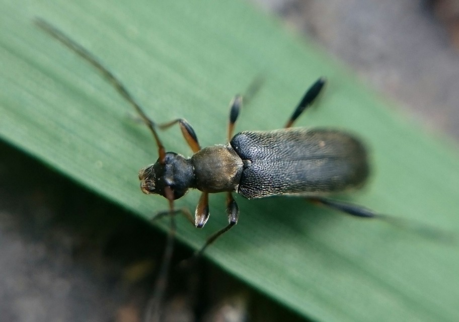 Grammoptera ruficornis - gyűrűscsápú galagonyacincér Grammoptera ruficornis - gyűrűscsápú galagonyacincér