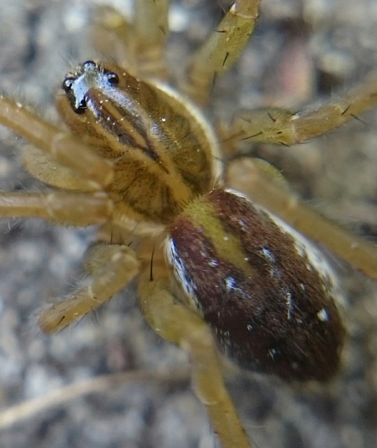 Pirata tenuitarsis