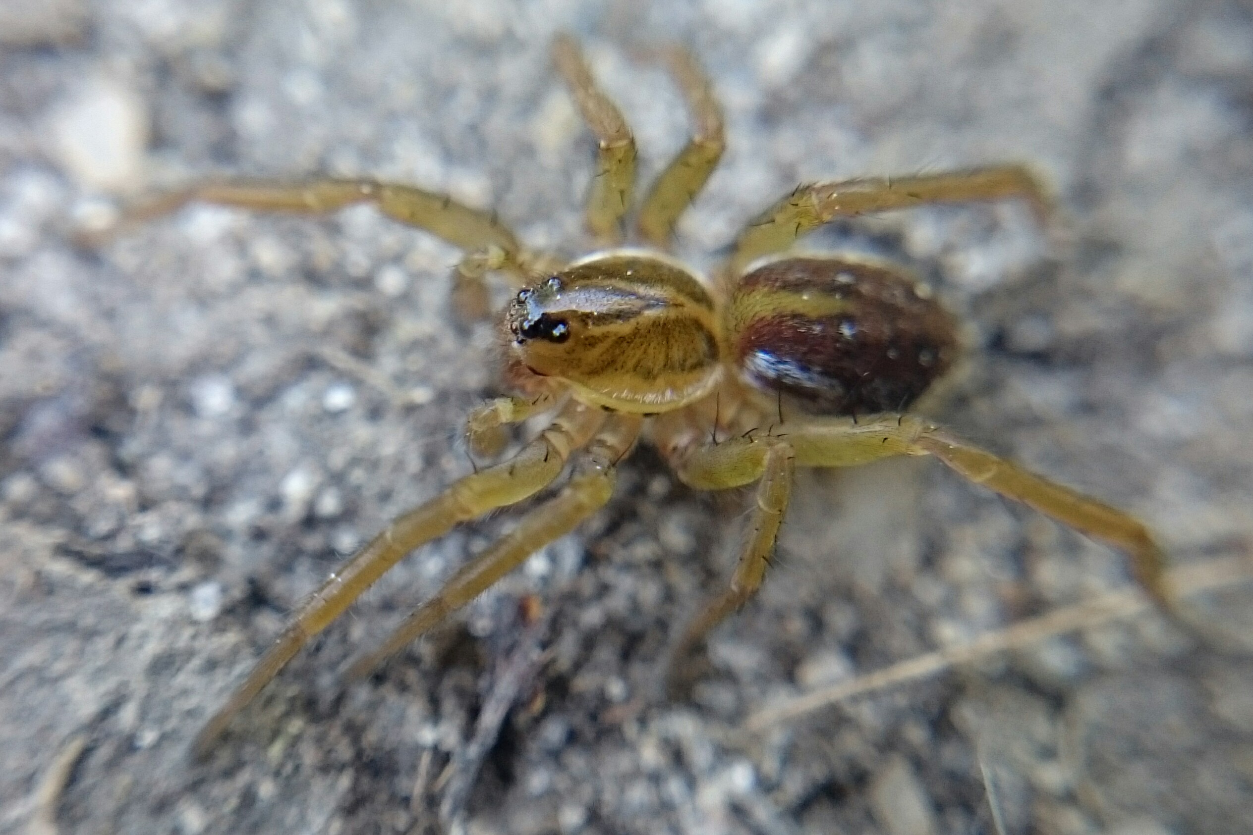 Pirata tenuitarsis