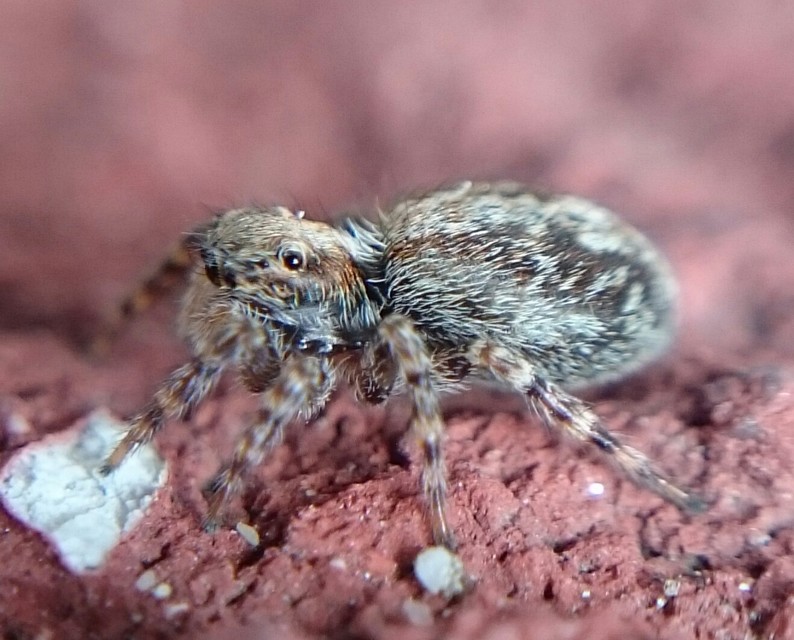 Pseudeuophrys erratica