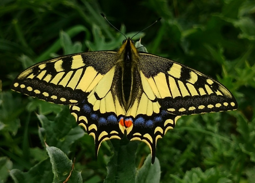 Papilio machaon - fecskefarkú lepke