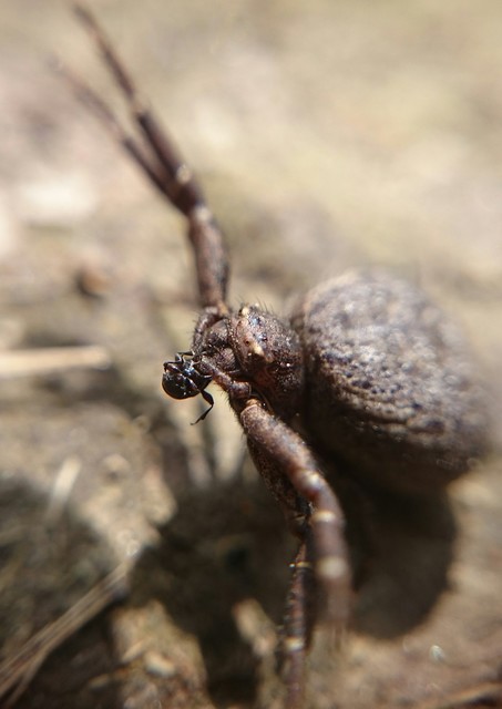 Xysticus luctator - rozsdás karolópók