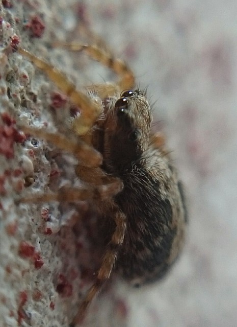 Pseudeuophrys lanigera - szobai ugrópók