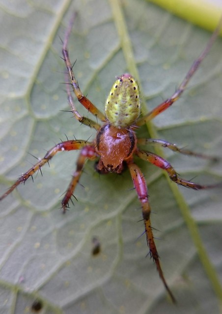 Araniella cucurbitina - zöld keresztespók
