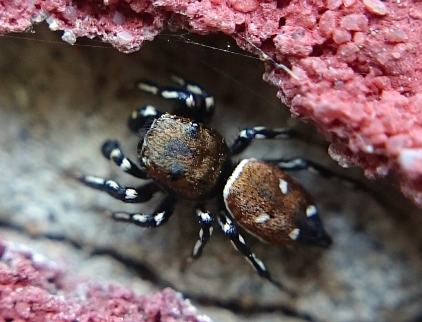 Heliophanus kochii - négypettyes ugrópók