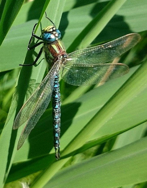 Brachytron pratense - szőrös karcsúacsa