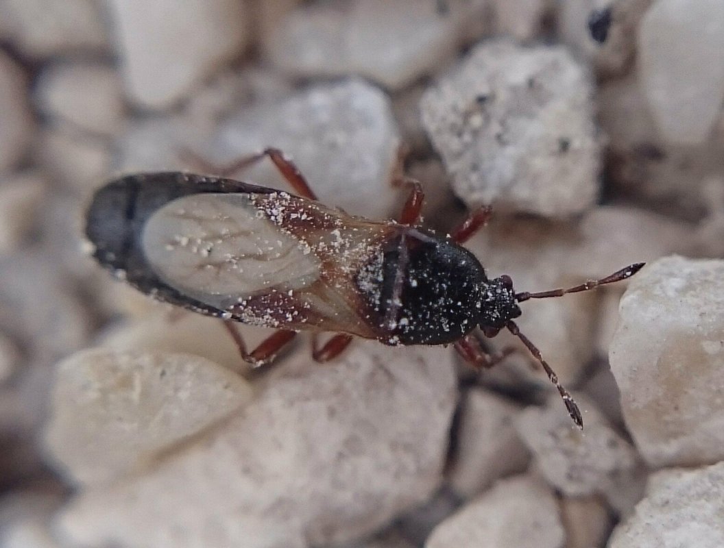 Dimorphopterus blissoides - keleti karcsúbodobács